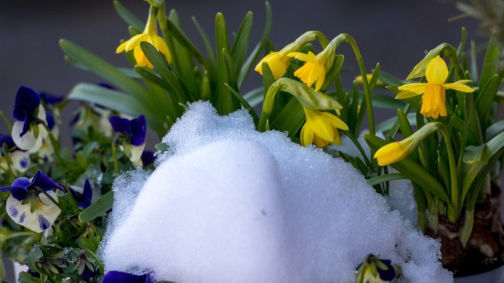 Pansies, daffodils and a robin made all the difference to Carole's day. Source: Getty Images