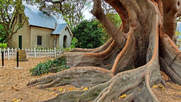 sydney-s camperdown cemetery