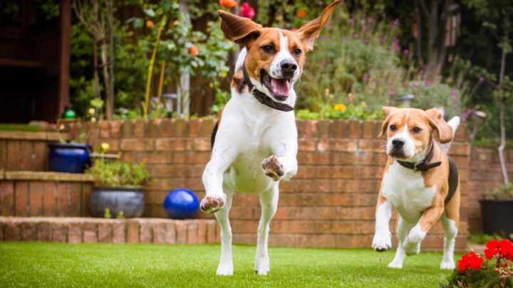 A vet-nurse reveals  why you should never use this when playing fetch. Source: Getty Images. 
