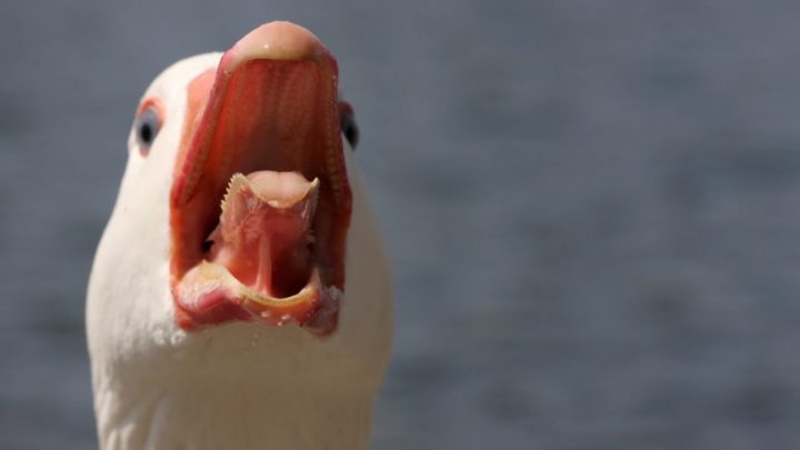 What could have caused a goose to attack Linda in the carpark of a supermarket? Source: Getty Images