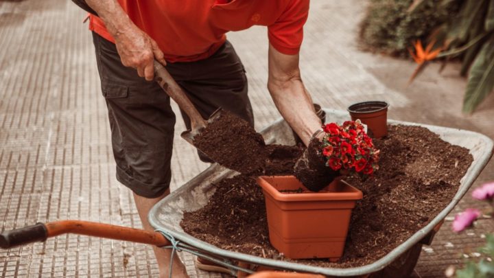 'Mac's Garden' has been put on hold during coronavirus, which has made Carole appreciate the little things in life. Source: Getty Images