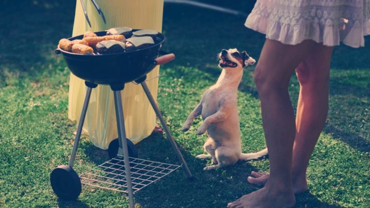 Life was never dull for Linda and her family thanks to the antics of their dog, Basil. Source: Getty Images