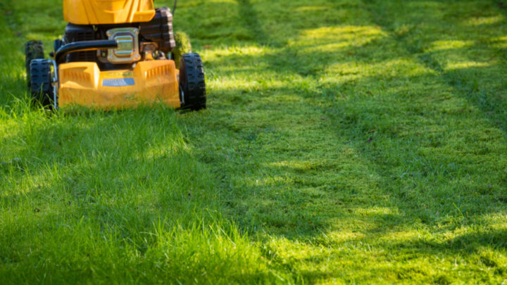 Should You Ditch The Lawn? The Backyard Debate Changing Gardens Across the Country