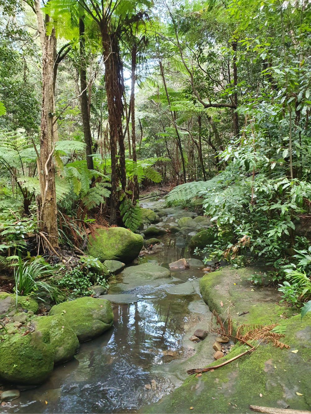 Gore Cove Track