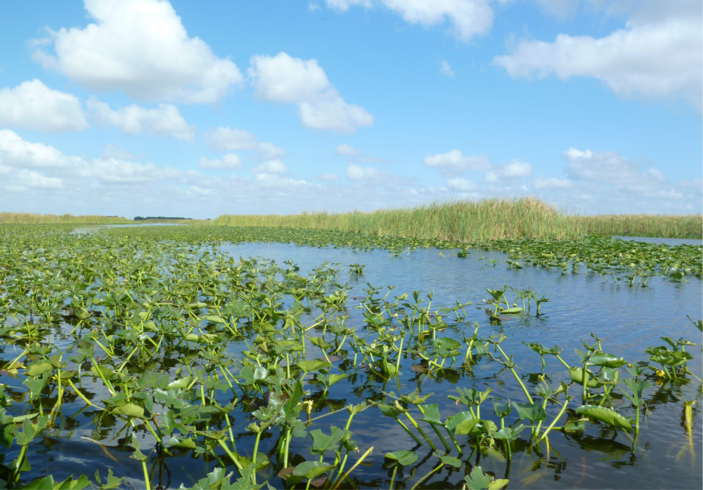 Open grassland swamp