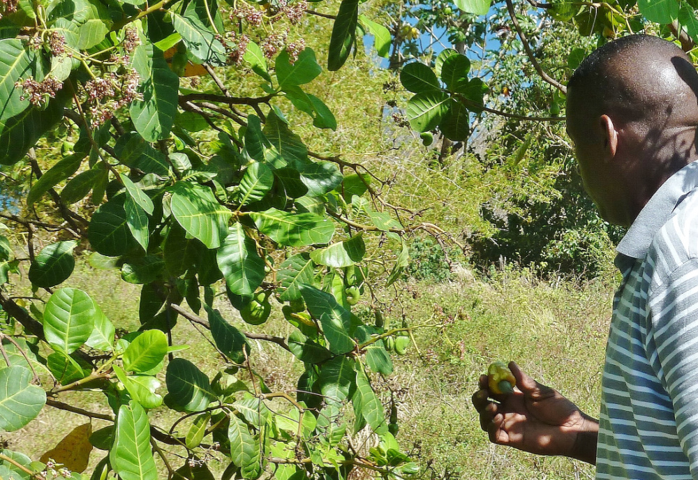 editCashew Tree & Pod