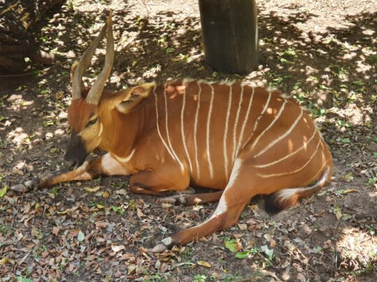 Taronga Western Plains Zoo Dubbo