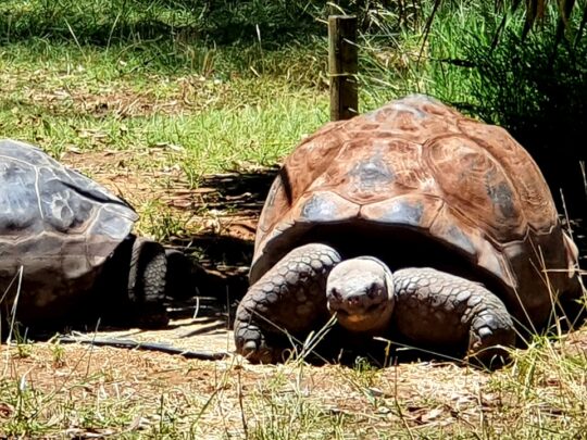 Taronga Western Plains Zoo Dubbo