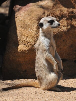 Targona Western Plains Zoo Dubbo