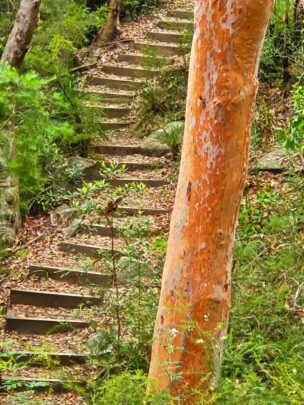 Lane Cove National Park