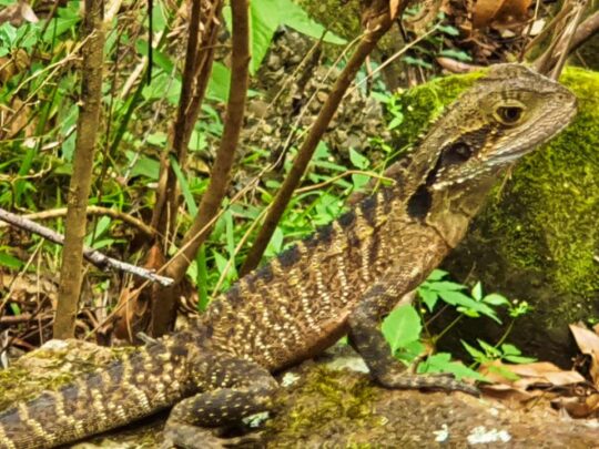 Lane Cove National Park