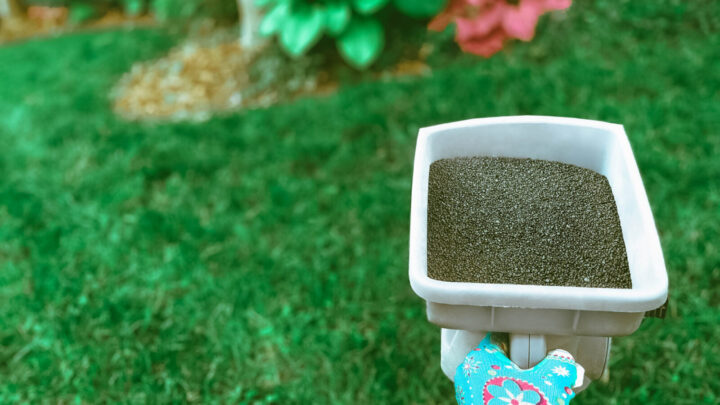 Rather than using a hose-on product on lawns at this time of year, apply a slow-release granular fertiliser, which will gradually release its nutrients over the next few months. Source: Getty