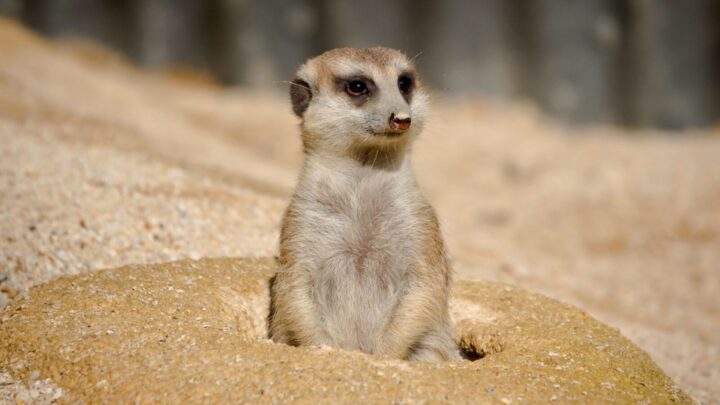 A young Meerkat watches out for danger. Source: Danny James/Getty Images