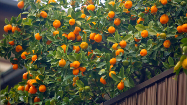 Mandarin trees are often alternate bearers, which can mean you’ll get a lot of fruit one year and only a few the next. Source: Getty