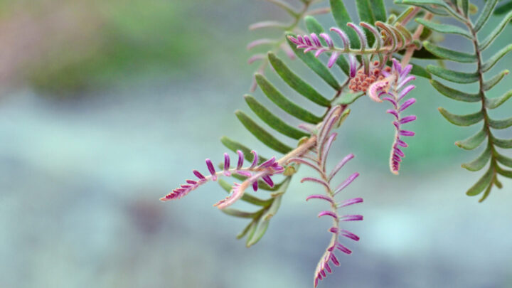 50 beautiful Australian plants at risk of extinction  and how to save them  - Starts at 60