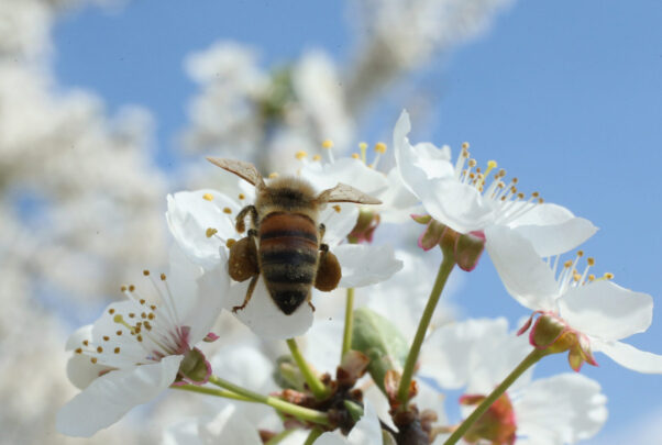 Raw honey is the bee's knees.
Source: Getty