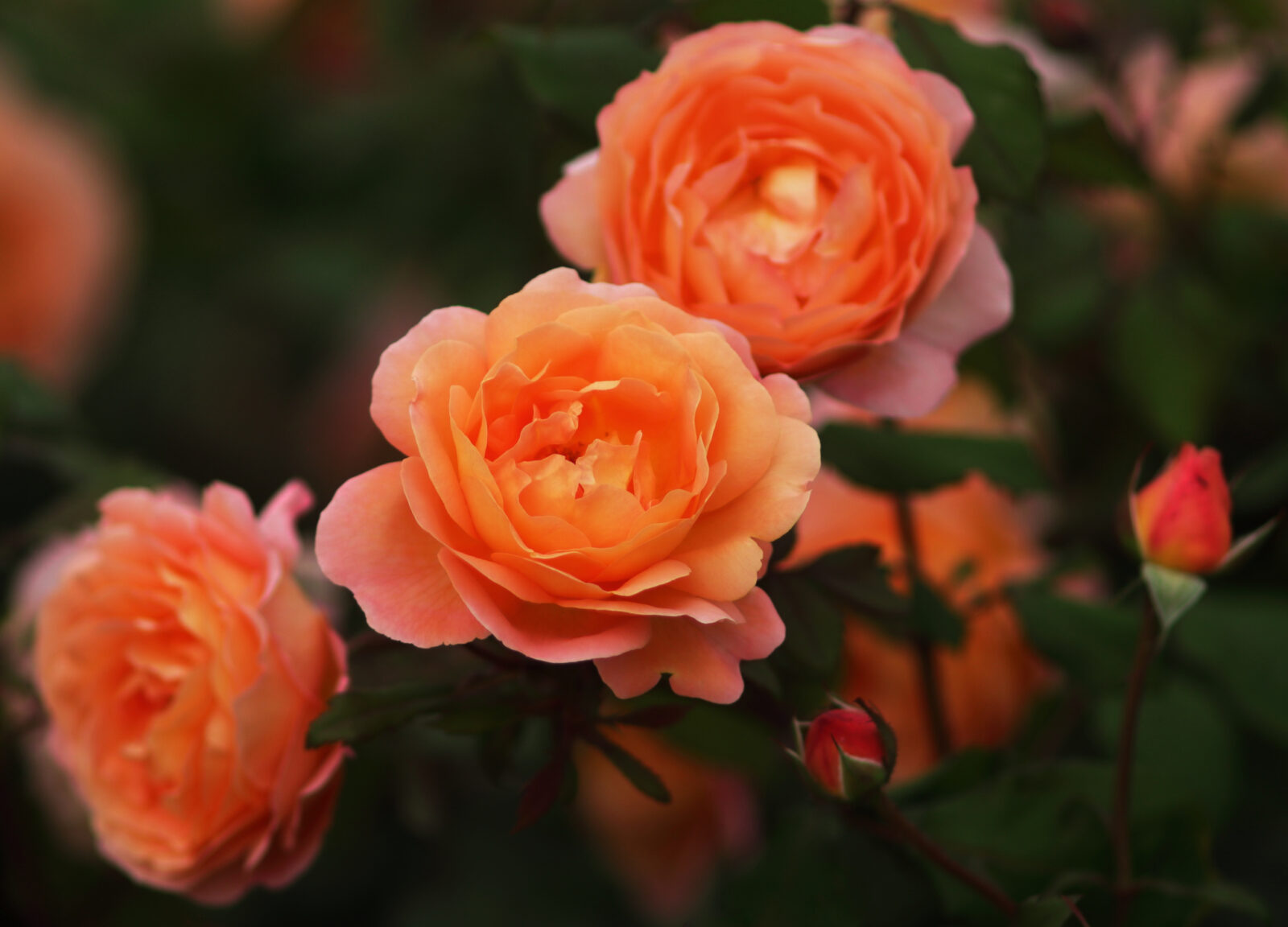 How to pick the best rose for your garden - Starts at 60