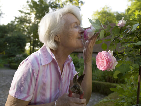 The trick is to choose the right rose for the look you have in mind. Credit: Getty.