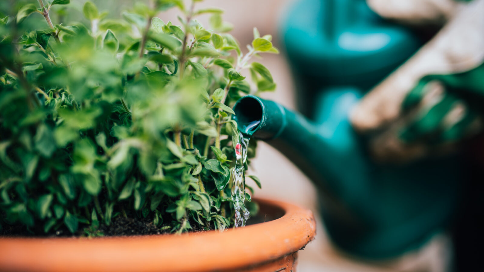 Watering indoor plants. 