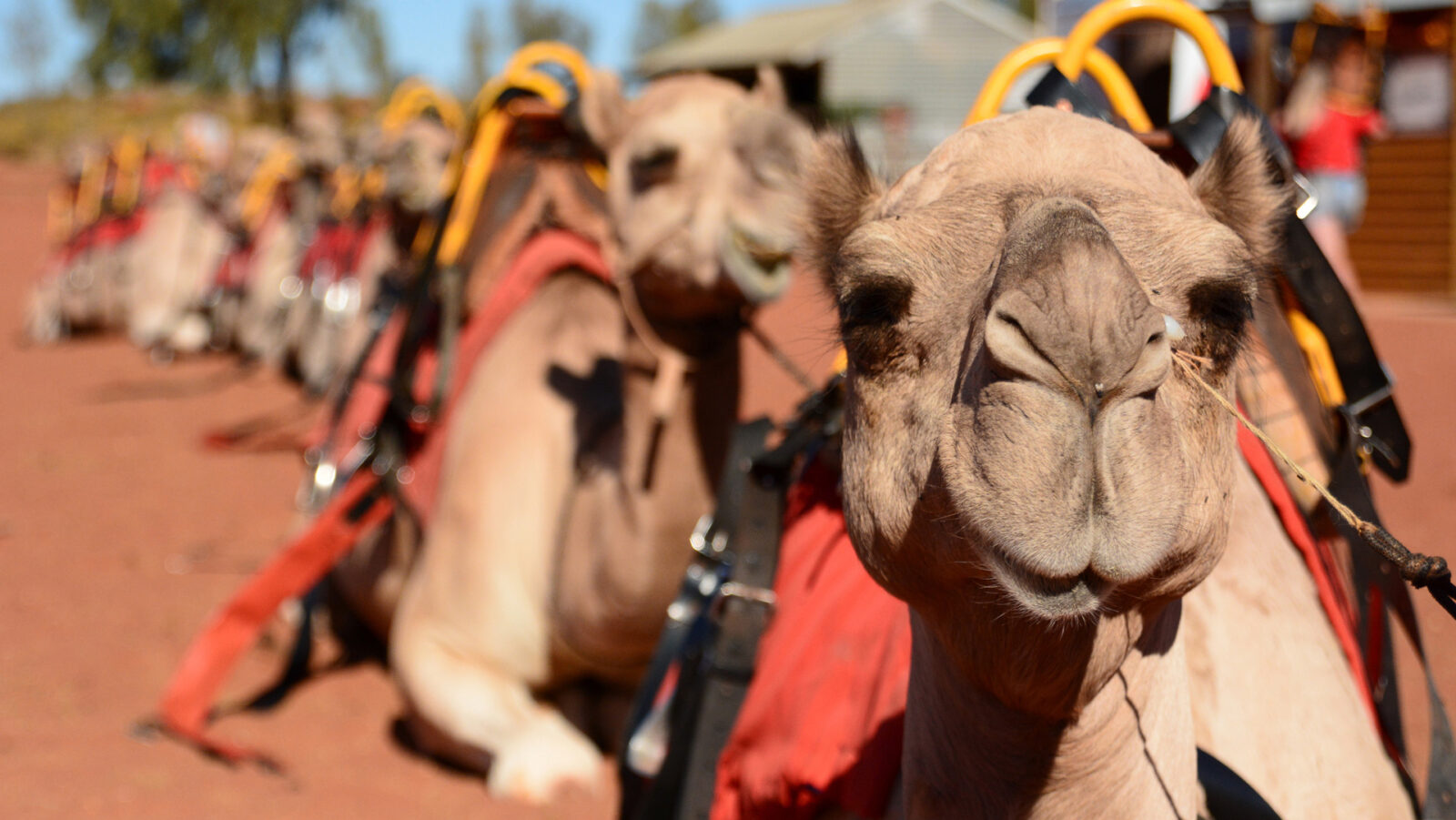 Camels sitting near Uluru