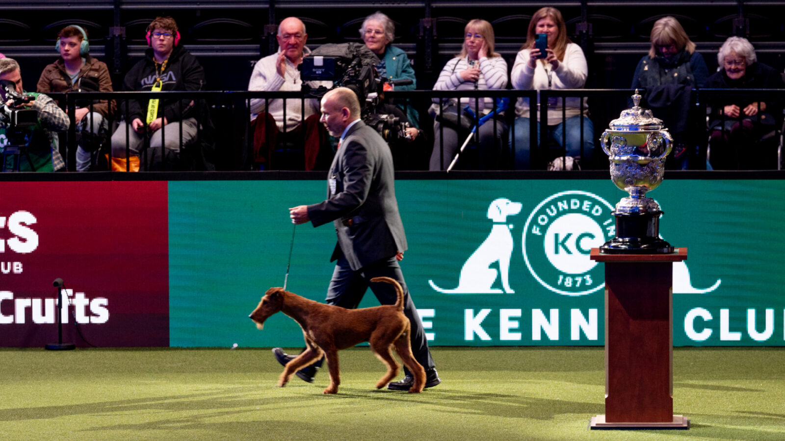 gorgeous-pictures-from-crufts-2022-the-worlds-greatest-dog-show