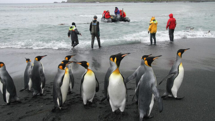 Cruise passengers make a shore landing on Macquarie Island from an inflatable zodiac. Photo: John Gardiner