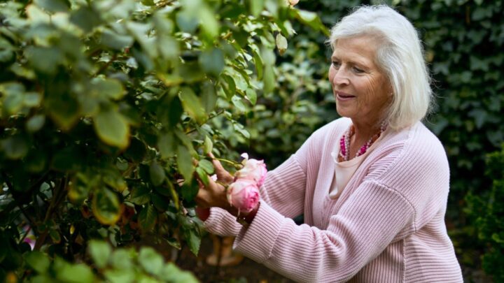 Rose pruning is all about rejuvenating the plant and – essentially – keeping it young. Source: Getty