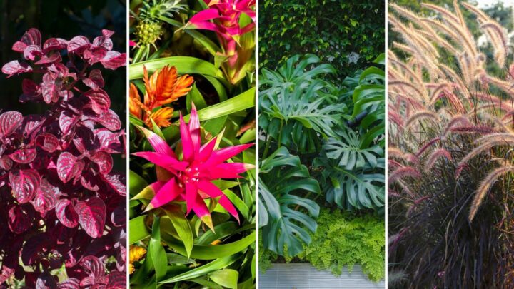 Looking for ways to add tons of impact to gardens through different colours, sizes, shapes and texture? Image source: Getty