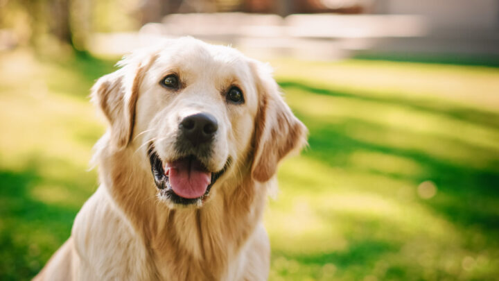 Daily Joke: A man brings his talking dog to a bar - Starts at 60