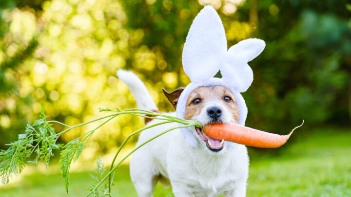 As Easter nears, the excitement of chocolate treats and celebrations fills the air, yet for our pets, it can pose hidden risks. Source: Getty Images. 