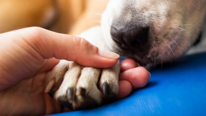 The life-saving dog health tip every pet owner should know. Source: Getty Images. 