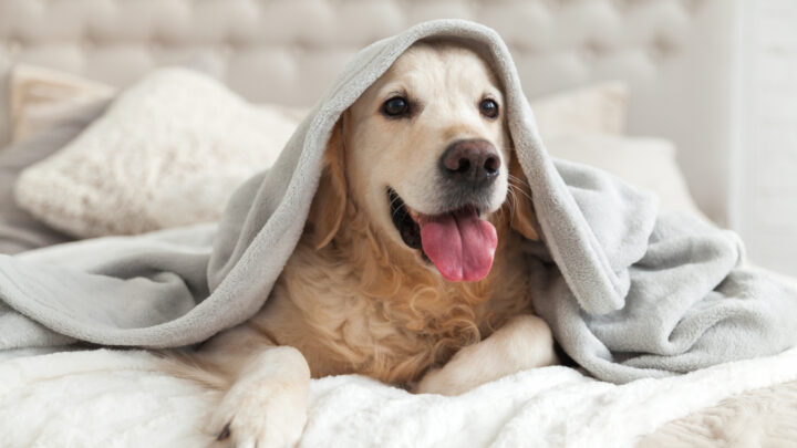 While sharing your bed with your furry friend might seem cozy, a recent study suggests it could be playing havoc with your sleep quality. Source: Getty Images. 