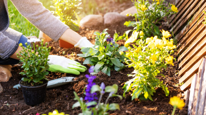 From battling fungal diseases to keeping pesky pests at bay, this spice might just be your garden’s new best friend. Source: Getty Images. 