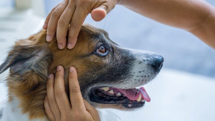 How to give your dog a relaxing massage in 4 easy steps