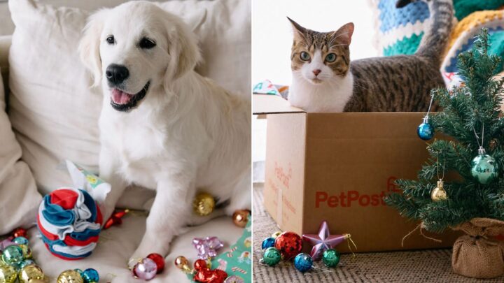 DEAL ALERT: Save up to 50% on these pet essentials