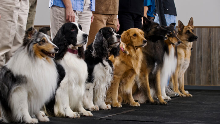 The English vet nurse explained that the breed "unnerved her" and shared why they were difficult to deal with in a vet clinic. Source: Getty Images. 