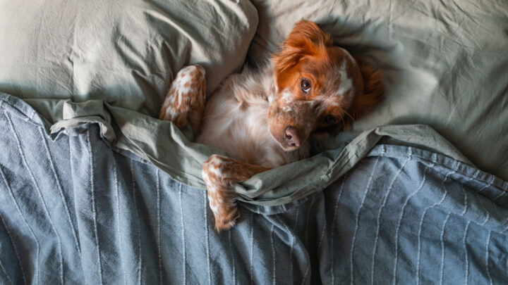 Is your furry friend ruining your beauty sleep? Source: Getty Images. 