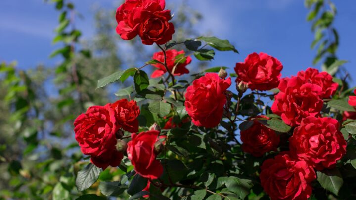 The trick is to choose the right rose for the look you have in mind. Source: Getty Images.