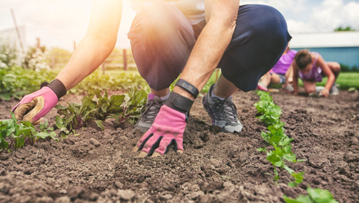 Fellow gardening enthusiasts praised the brilliant solution that transformed the daunting prospect of leaving plants unattended into a stress-free holiday for both gardeners and their leafy companions. Source: Getty Images. 