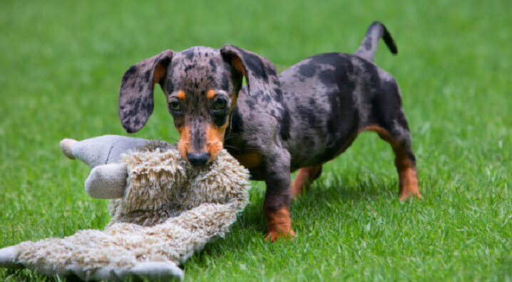 Compassionate pet owners quickly shared a range of creative and unconventional ideas to curb the pup's destructive behaviour. Source: Getty Images. 