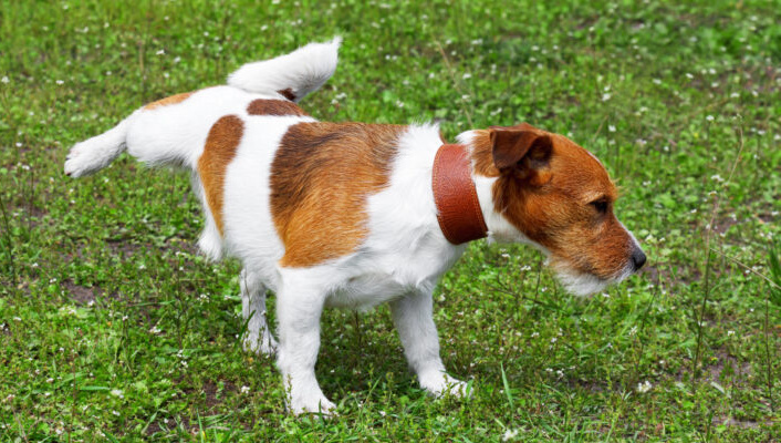 Is it ever alright to allow your dog go to the bathroom on your neighbour's lawn?Source: Getty Images. 