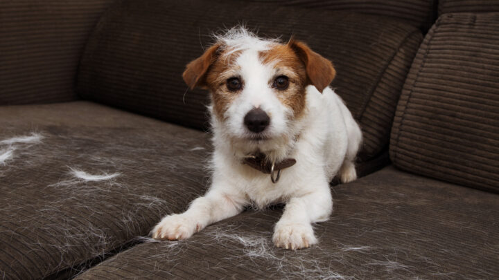 Pet owners quickly expressed their gratitude for the clever method, with many eager to try the trick themselves. Source: Getty Images. 