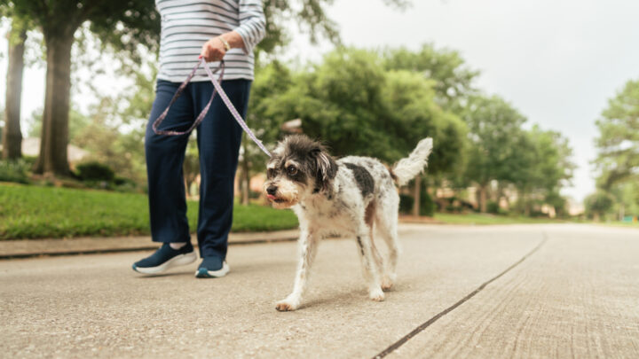 Is your dog the secret to staying mobile and confident as you age? Source: Getty Images. 