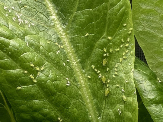 Ish, the gardener provides not one, but three methods to rid your garden of its aphid issues for good. Source: Getty Images. 