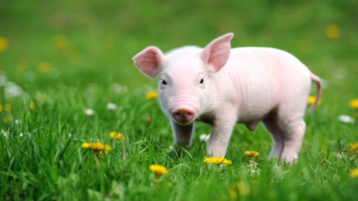 Daily Joke: A woman brings her pet pig to the vet