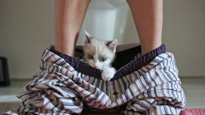 Expert reveals why cats can’t resist following you into the bathroom. Source: Getty Images. 