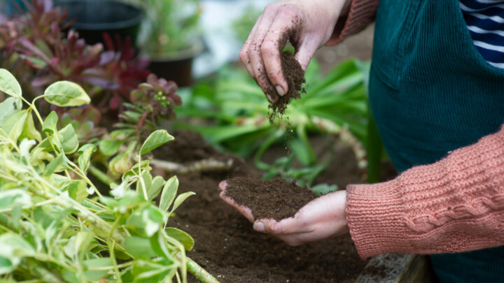 From warding off fungal issues to repelling unwanted pests, this common spice might be just what your garden needs. Source: Dougal Waters/ Getty Images. 