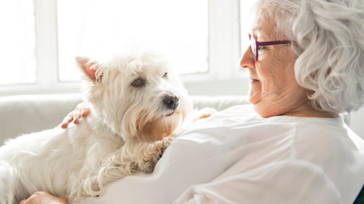 By considering factors such as size, energy level, temperament, and trainability, you can find the perfect dog breed to suit your lifestyle and preferences. Source: Shutterstock. 