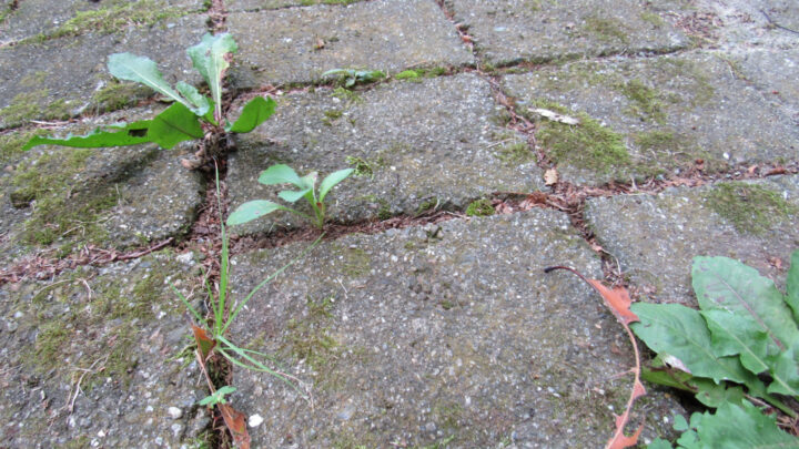 Stubborn weeds between the pavers can now be eliminated with this two ingredient hack. Image Source: Shutterstock.