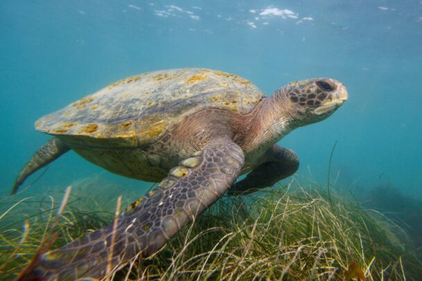 Green sea turtle swimming underwater above seagrass, with sunlight filtering through clear blue water.